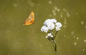 Hantaniaina Mbolatiana